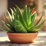 Aloe vera growth tips