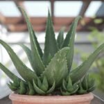 Thickening aloe vera