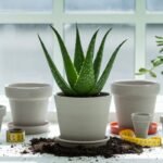 best pot size for aloe vera