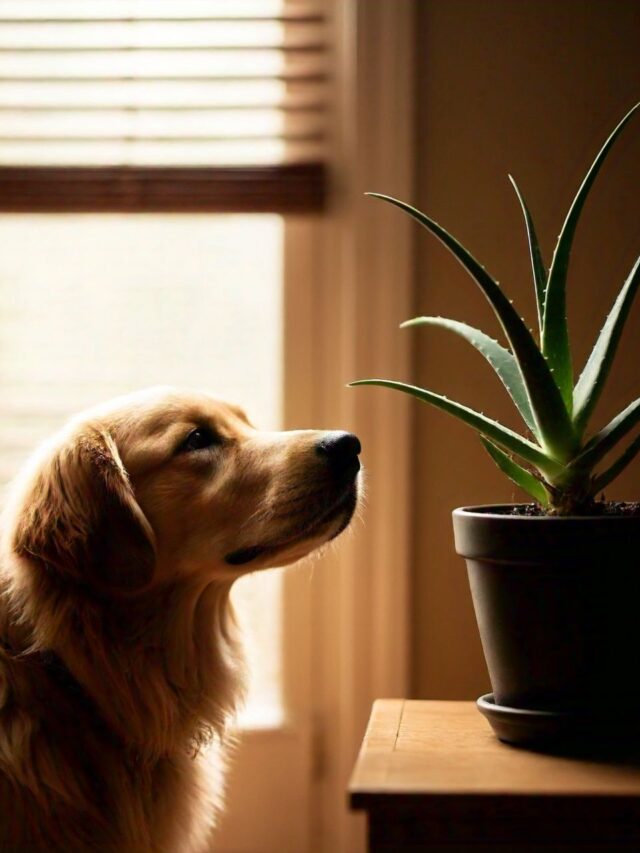 Is Aloe Vera Safe for Dogs?