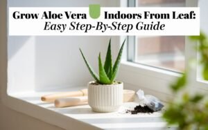 grow aloe vera indoors from leaf