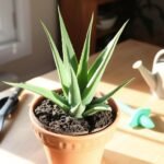 What should I do after repotting my aloe vera plant