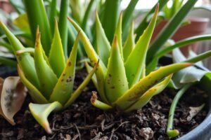 Why Did My Aloe Vera Pup Die After Repotting