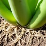 How do I know when my aloe vera plant is root bound