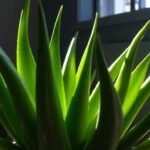 Can aloe vera plants survive in low light conditions