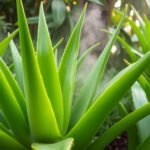 Can aloe vera plants tolerate high humidity