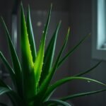 Can I grow aloe vera plants in a bathroom with no windows