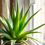 How to Take Care of Aloe Vera Plant