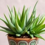 Can I plant multiple aloe vera plants together in one pot