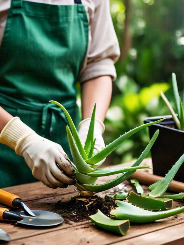 Aloe vera repotting tips