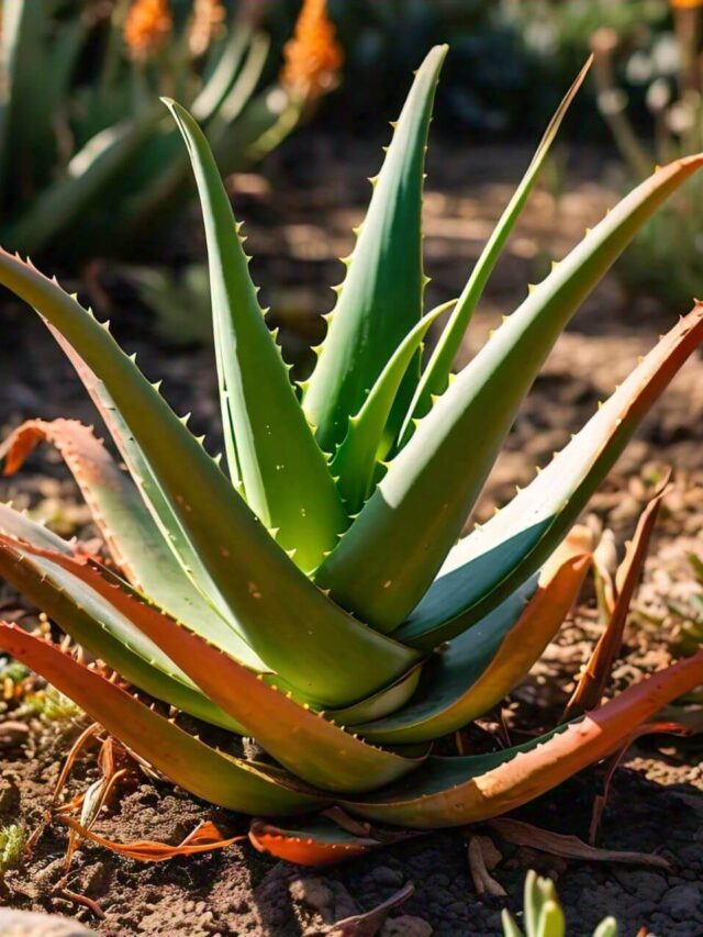 Why Is My Aloe Plant Dying