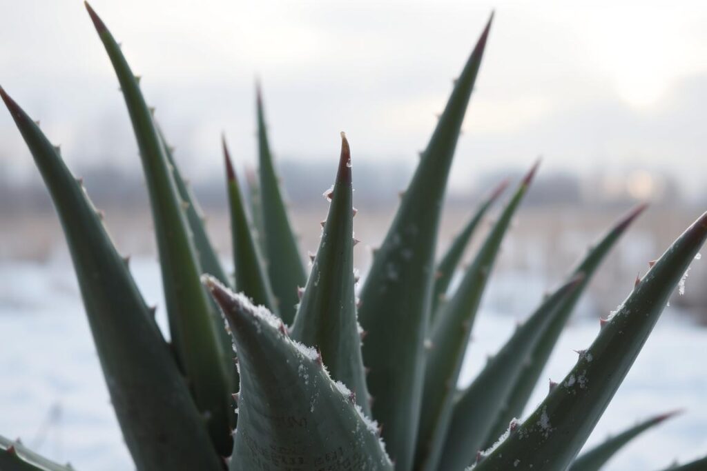 dormant aloe vera