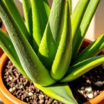 how to replant aloe vera plant