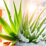 How Cold Can Aloe Plants Tolerate