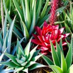 Are There Different Types of Aloe Vera Plants