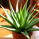 How to grow an aloe vera plant from a cutting