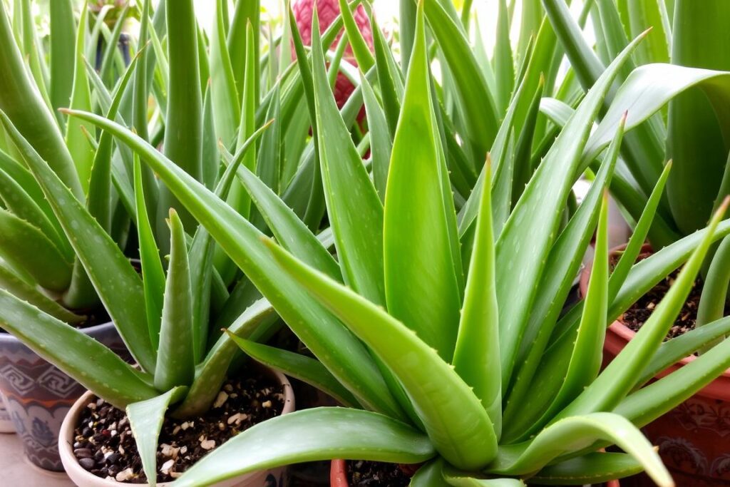 aloe vera plant types